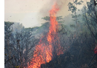 A forest fire sparked up and was put under control after two hours in Nam Hai Van Forest on June 30 A forest fire sparked up and was put under control after two hours in Nam Hai Van Forest on June 30